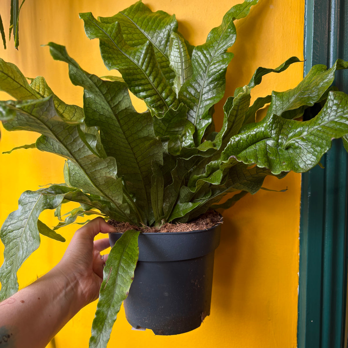 Fern 'Crocodile' -Large