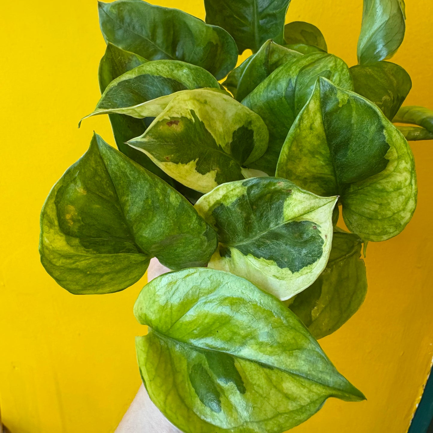 Pothos 'Lemon Joy' - Medium