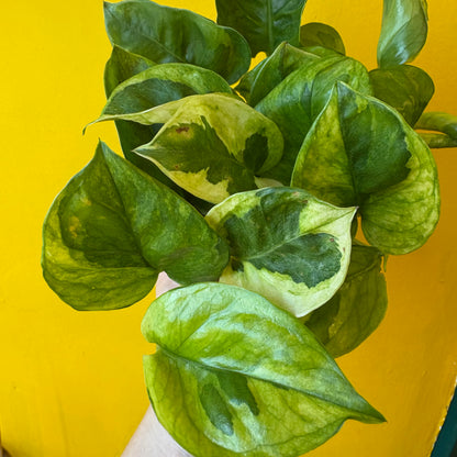 Pothos 'Lemon Joy' - Medium