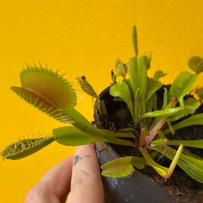 Carnivorous Venus Fly Trap