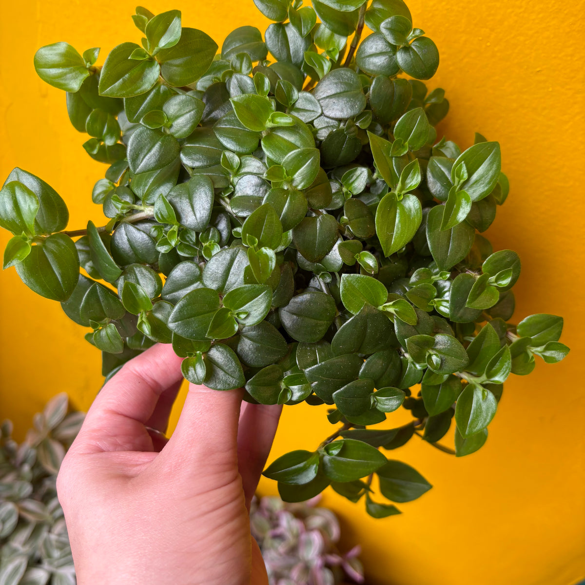 Spiderworts (Tradescantia)