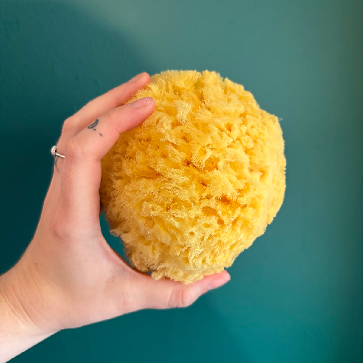 Sea Sponges - Regular/Silk