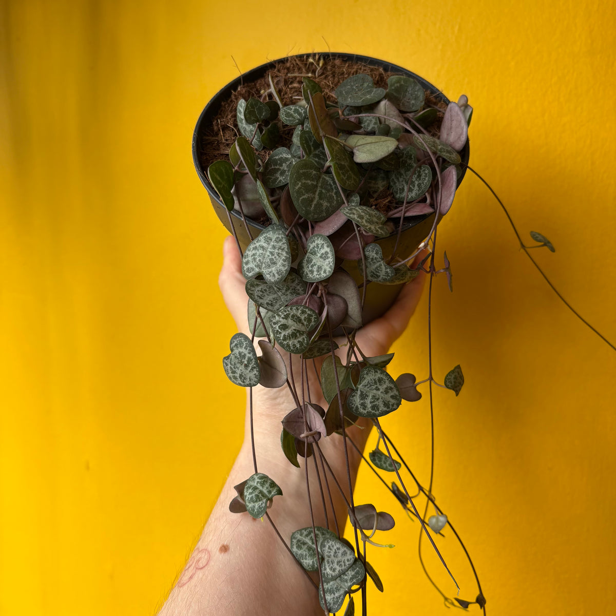 String of Hearts sizes