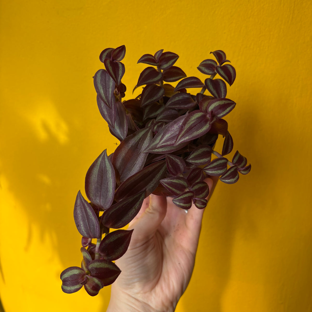 Spiderworts (Tradescantia)
