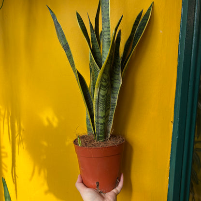 Snake Plants Yellow - large