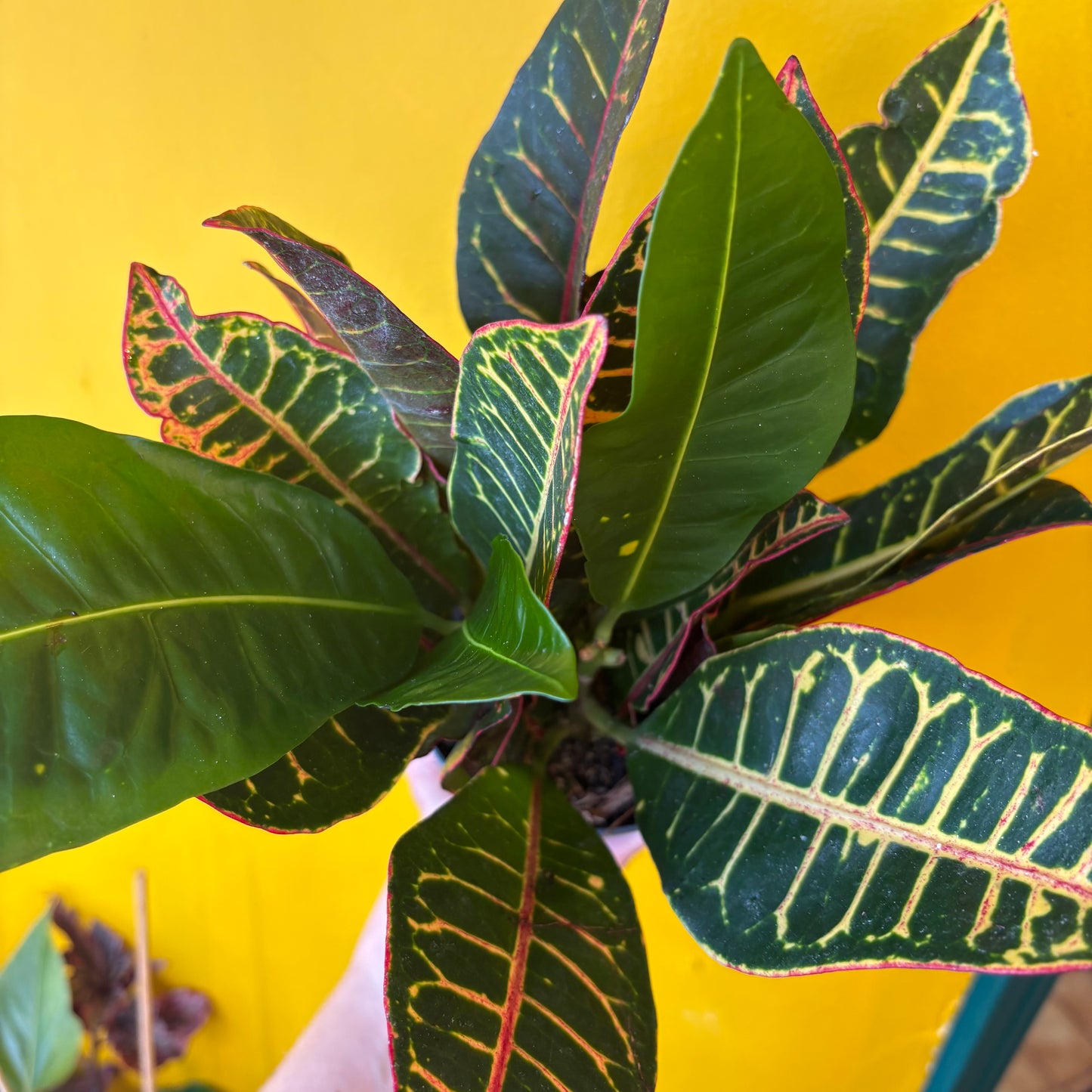 Croton 'Petra' - Medium