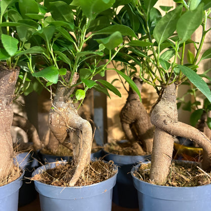 Ficus Ginseng - Small