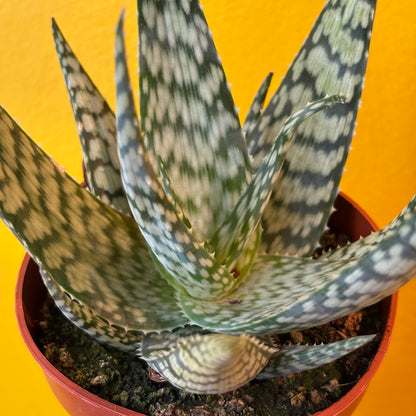 Aloe 'Bronze Lizard'