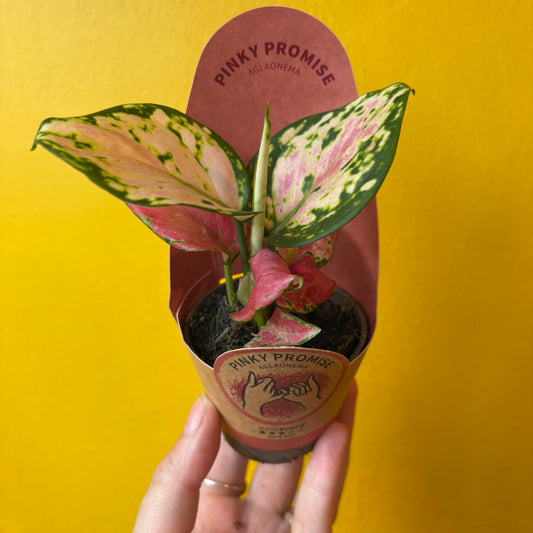 Aglaonema Chinese Evergreen `Pinky Promise` - Small