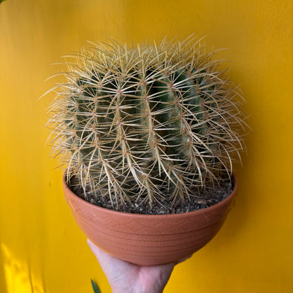 Cactus Golden Barrel - Large or XL