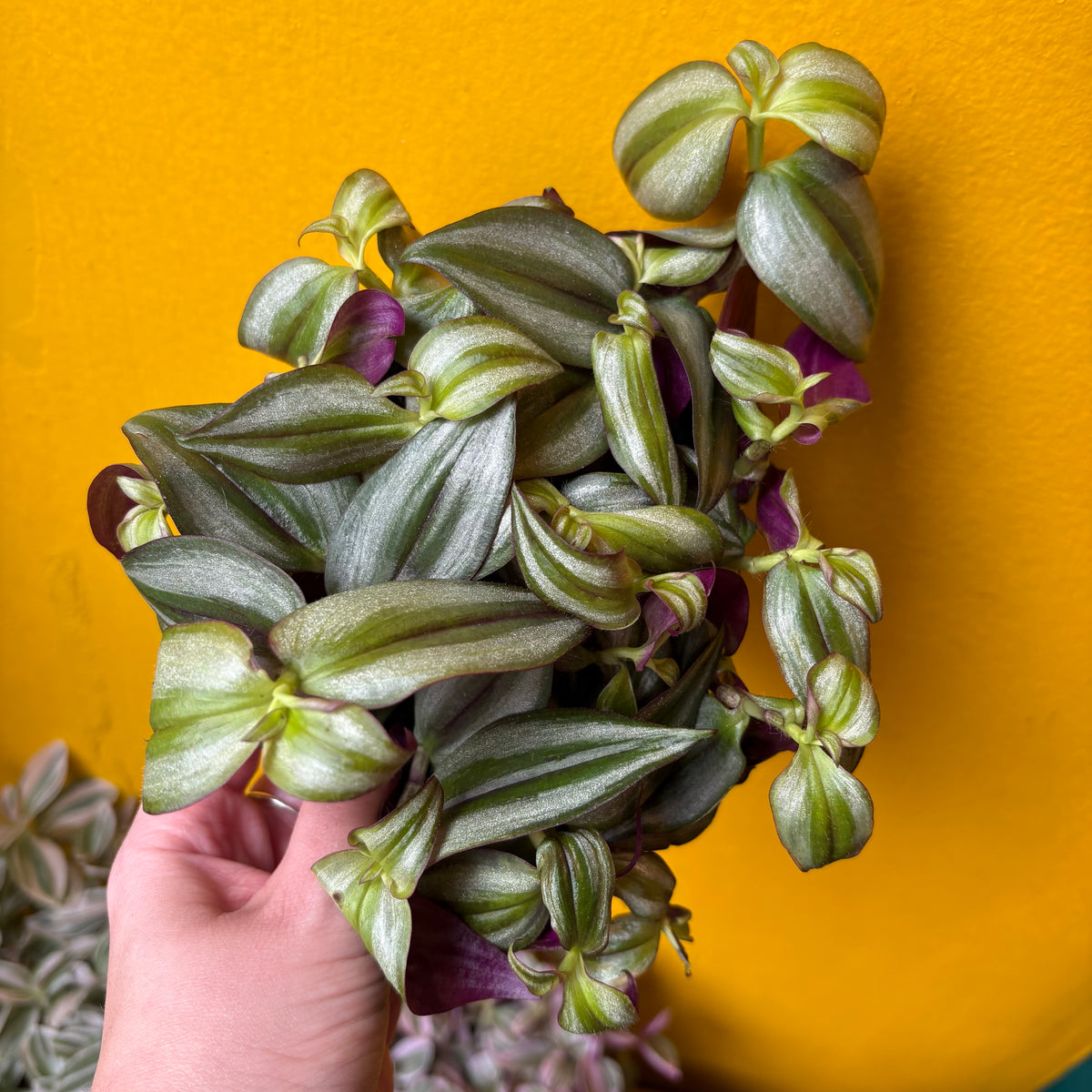 Spiderworts (Tradescantia)