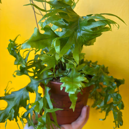 Ferns `Birds Nest` - Medium