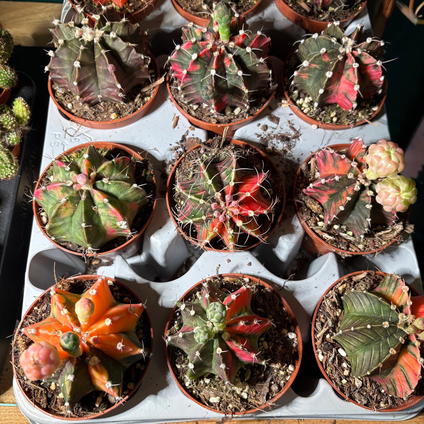 Moon Cactus `Koi' - Small