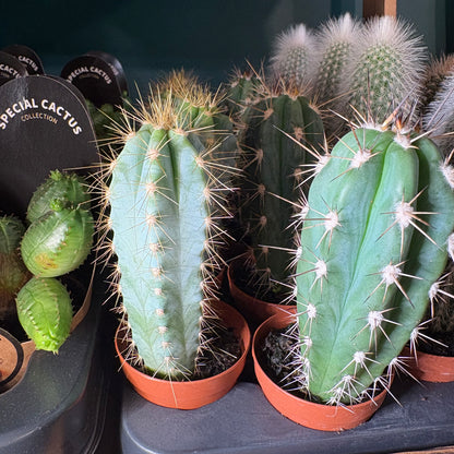 Cactus Mini's that grow tall