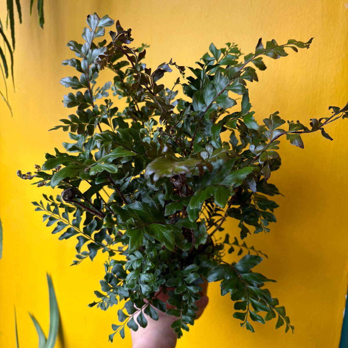 Fern 'Mahogany'- medium