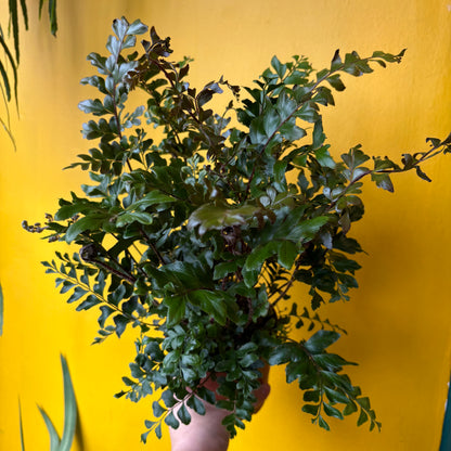 Fern 'Mahogany'- medium