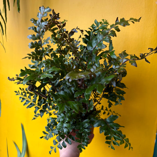 Fern 'Mahogany'- medium