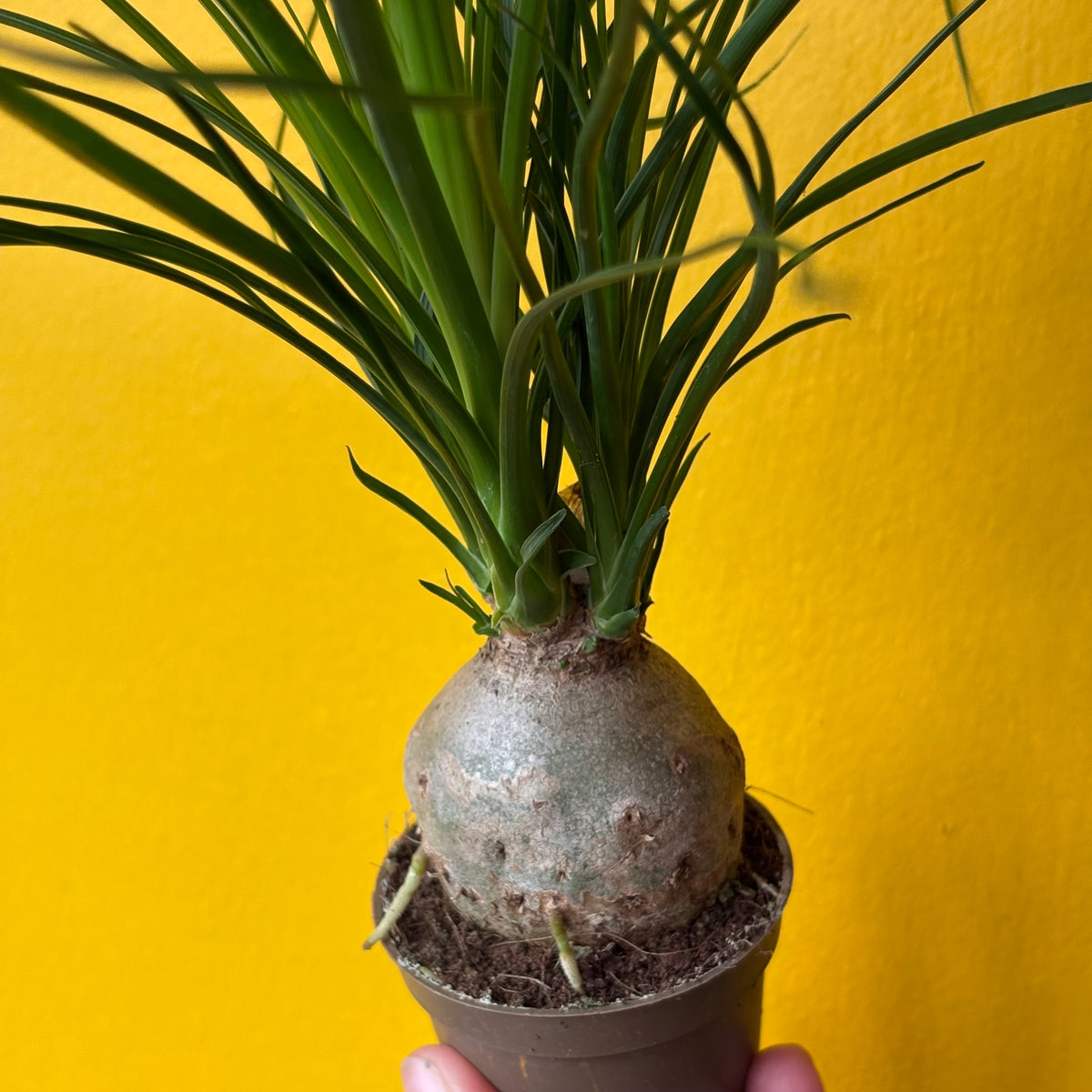 Elephant Foot/Ponytail Palm - Small