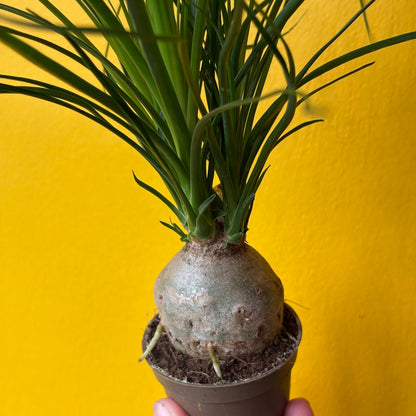 Elephant Foot/Ponytail Palm - Small