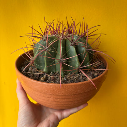 Cactus `Mexican Fire Barrell`