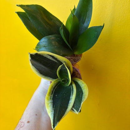 Snake Plant Hahnii Mix - Mini
