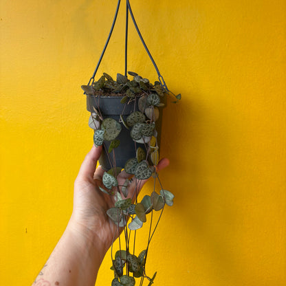 String of Hearts