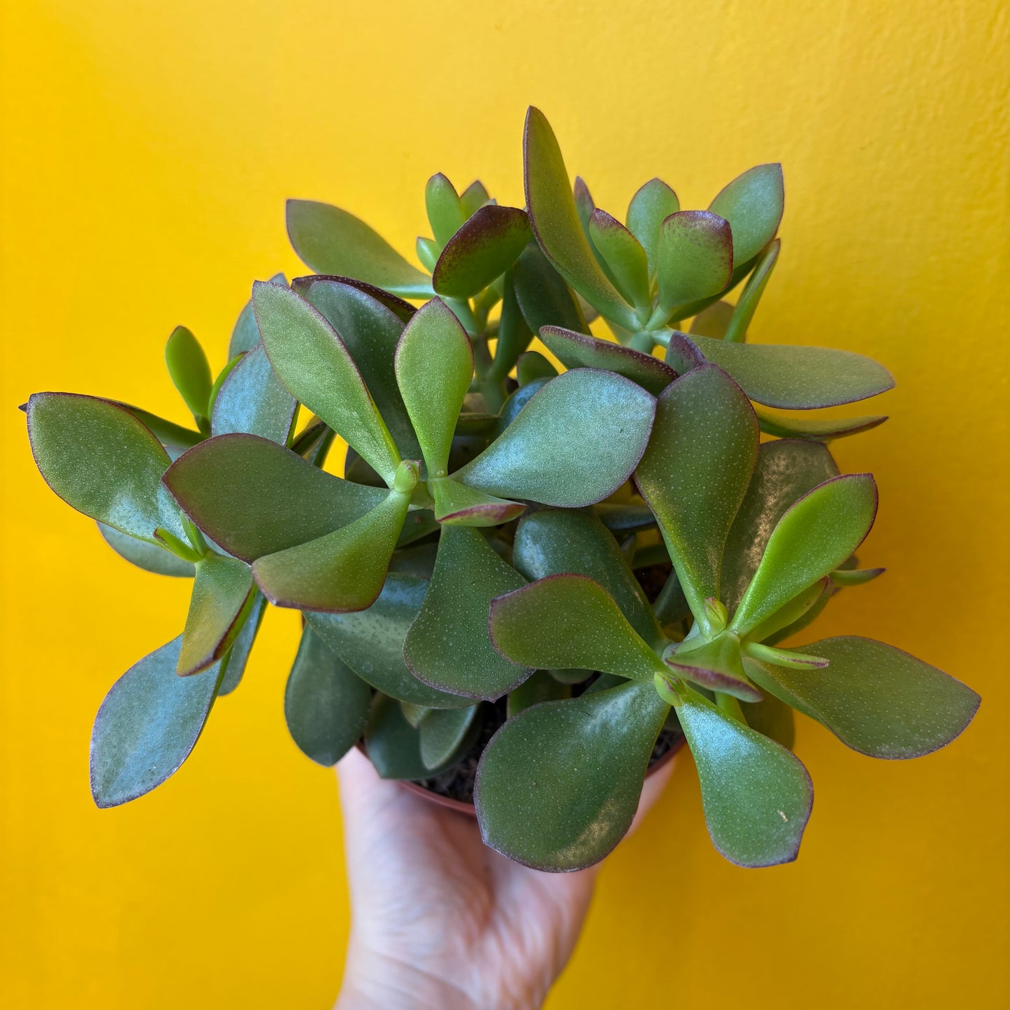 Money Plant `Minova Magic` - Medium