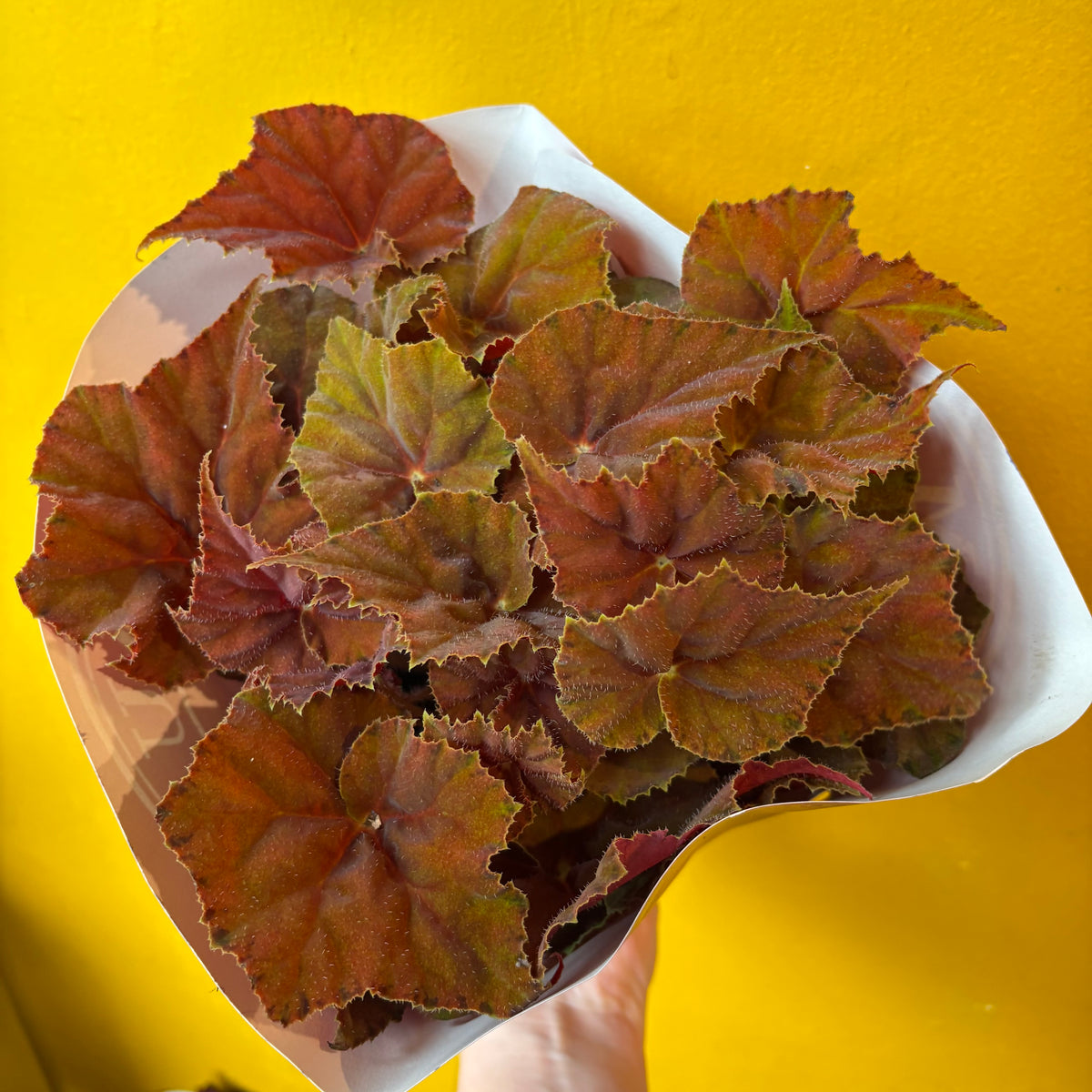 Begonia Rexs' - Large