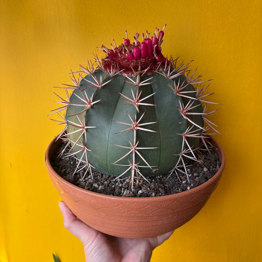 Cactus Melocactus 'Turks Cap' XL