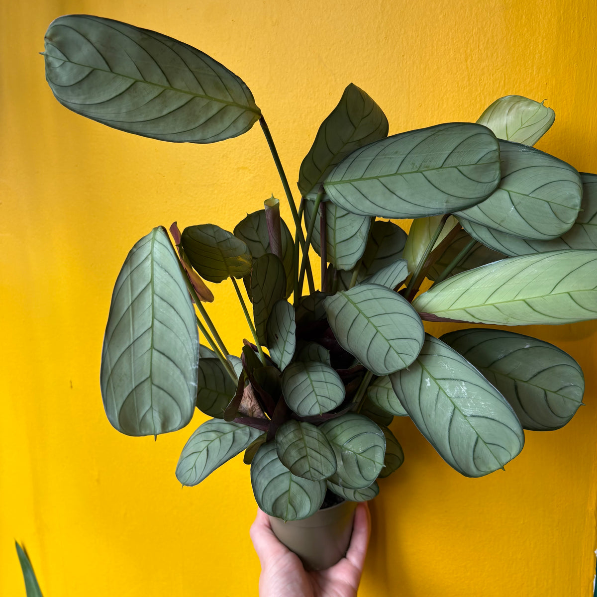 Prayer Plant `Amabilis Mint` - Medium