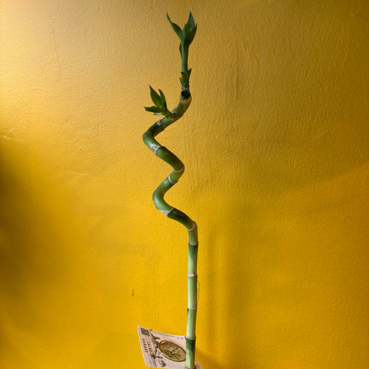 Lucky Bamboo 40cm