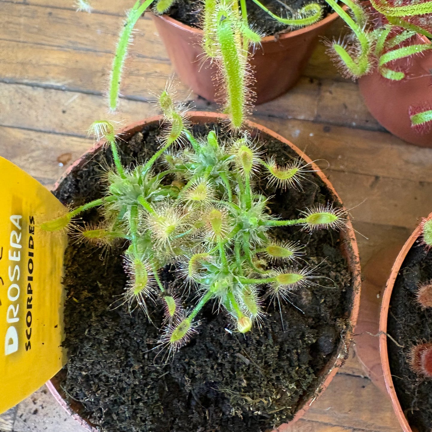 Carnivorous Cape Sundews - Small