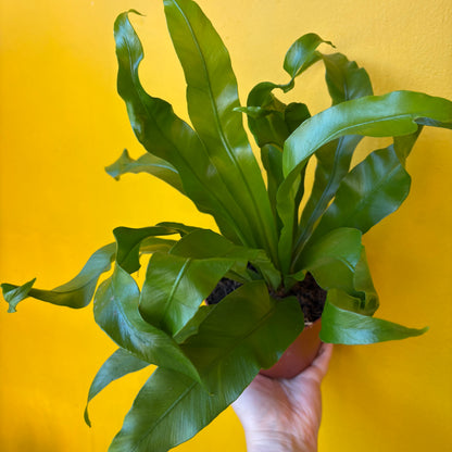 Ferns `Birds Nest` - Medium