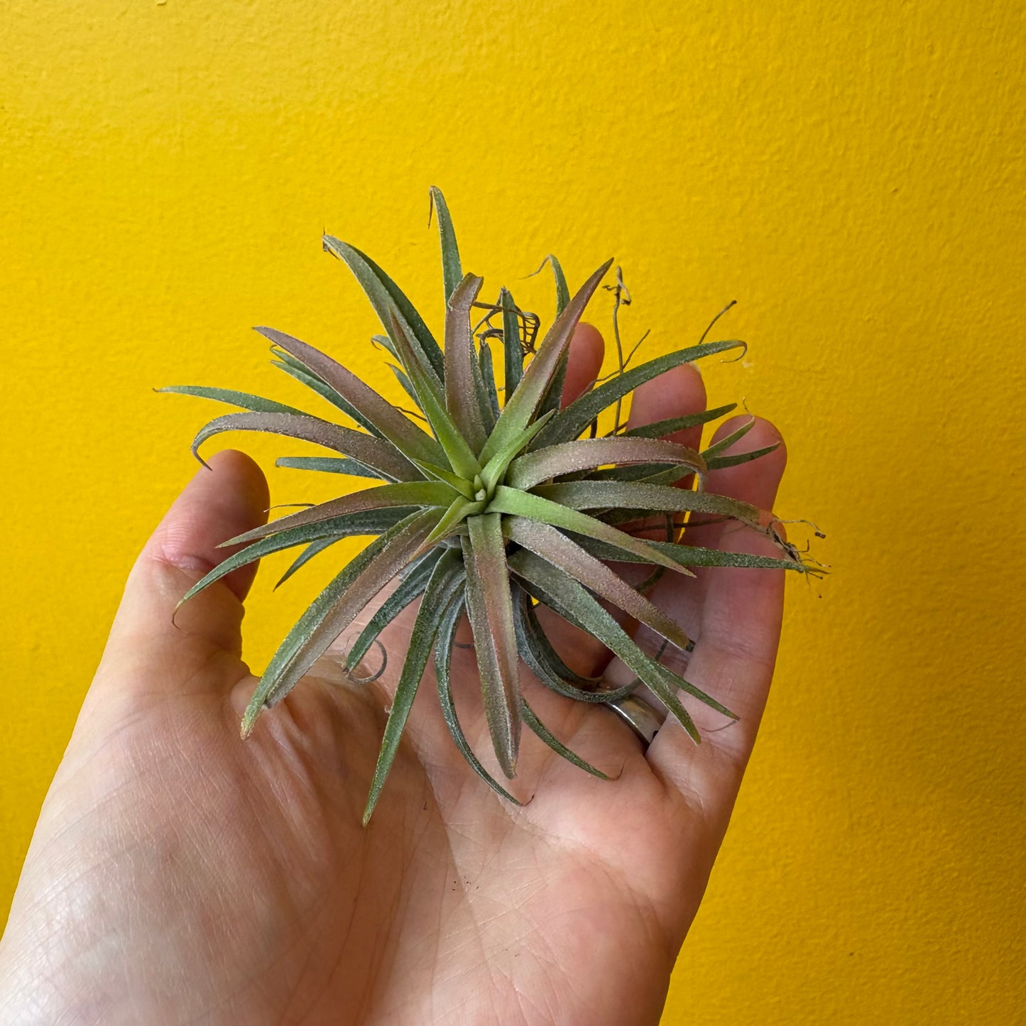 Airplants