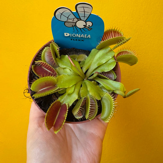 Carnivorous Venus Fly Trap `Flexx`