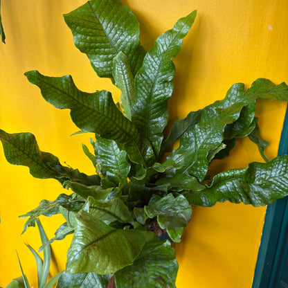 Fern 'Crocodile' -Large
