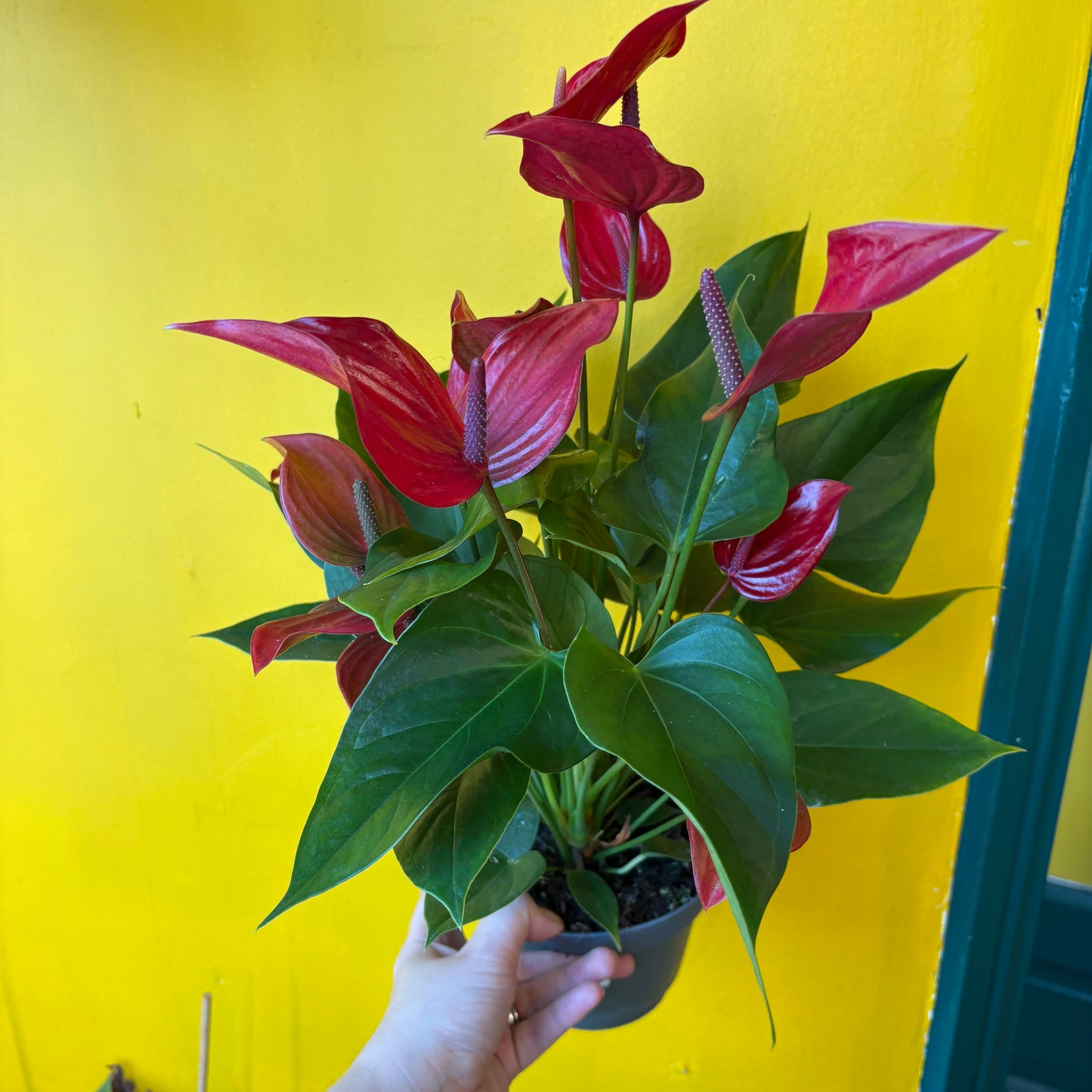 Flamingo Flower `Banderola Lava` - Medium