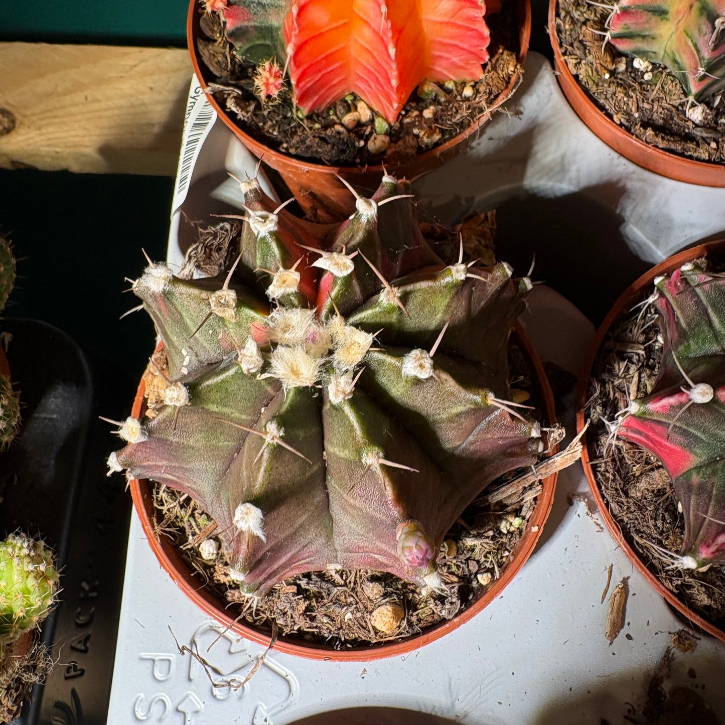 Moon Cactus `Koi' - Small