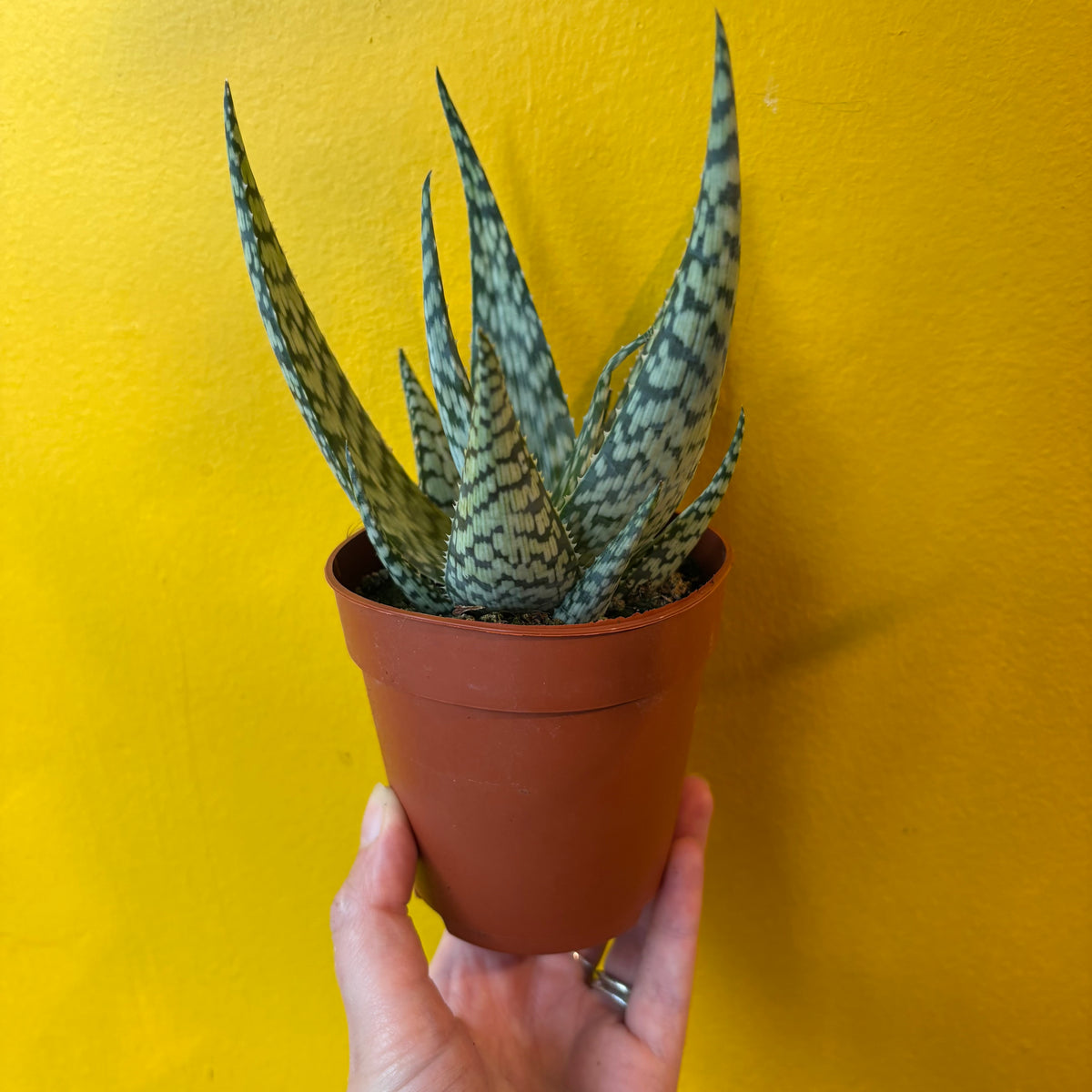 Aloe 'Bronze Lizard'