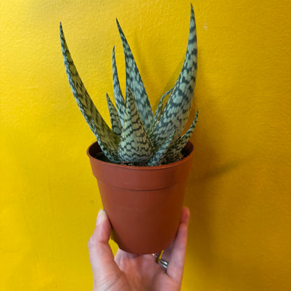 Aloe 'Bronze Lizard'