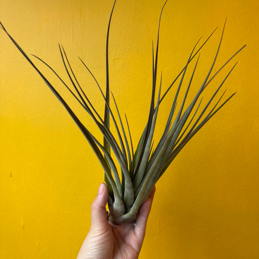 Airplants