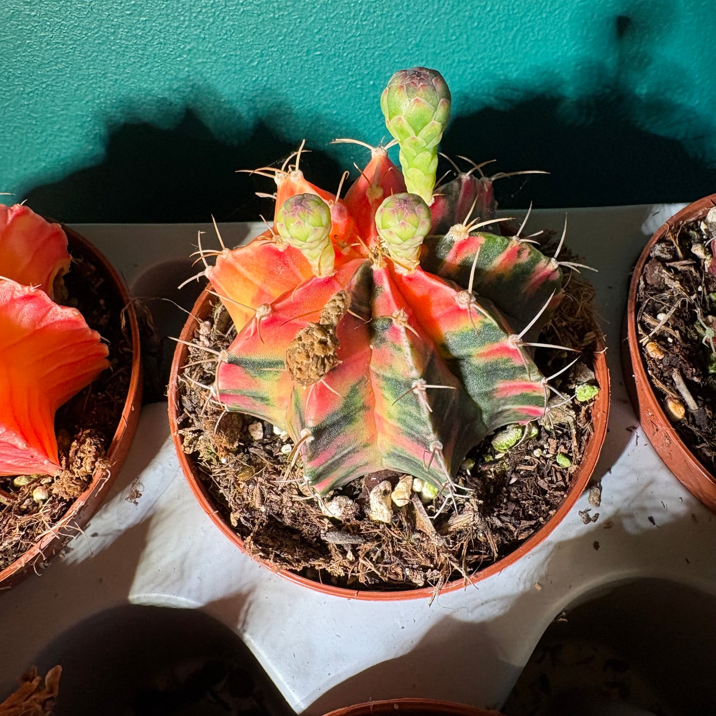 Moon Cactus `Koi' - Small