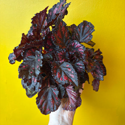Begonia Rexs' - Medium