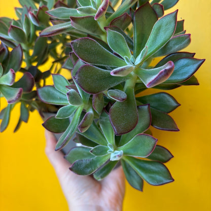 Echeveria pulvinata `Devotion`
