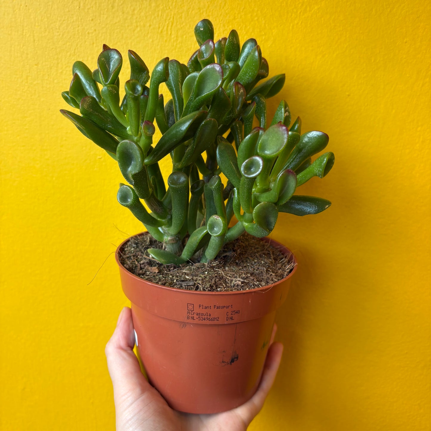 Money/Jade Plant `Hobbit`- Medium