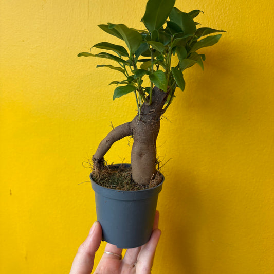 Ficus Ginseng - Small