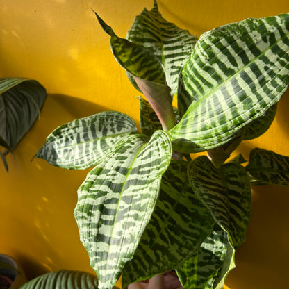 Dracaena ‘Goldieana’ - Medium