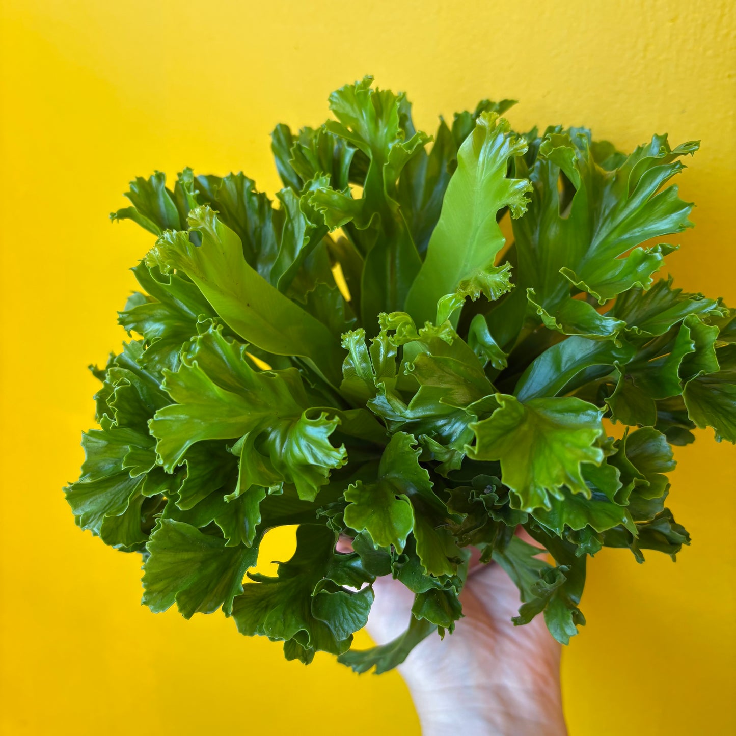 Ferns `Birds Nest` - Medium
