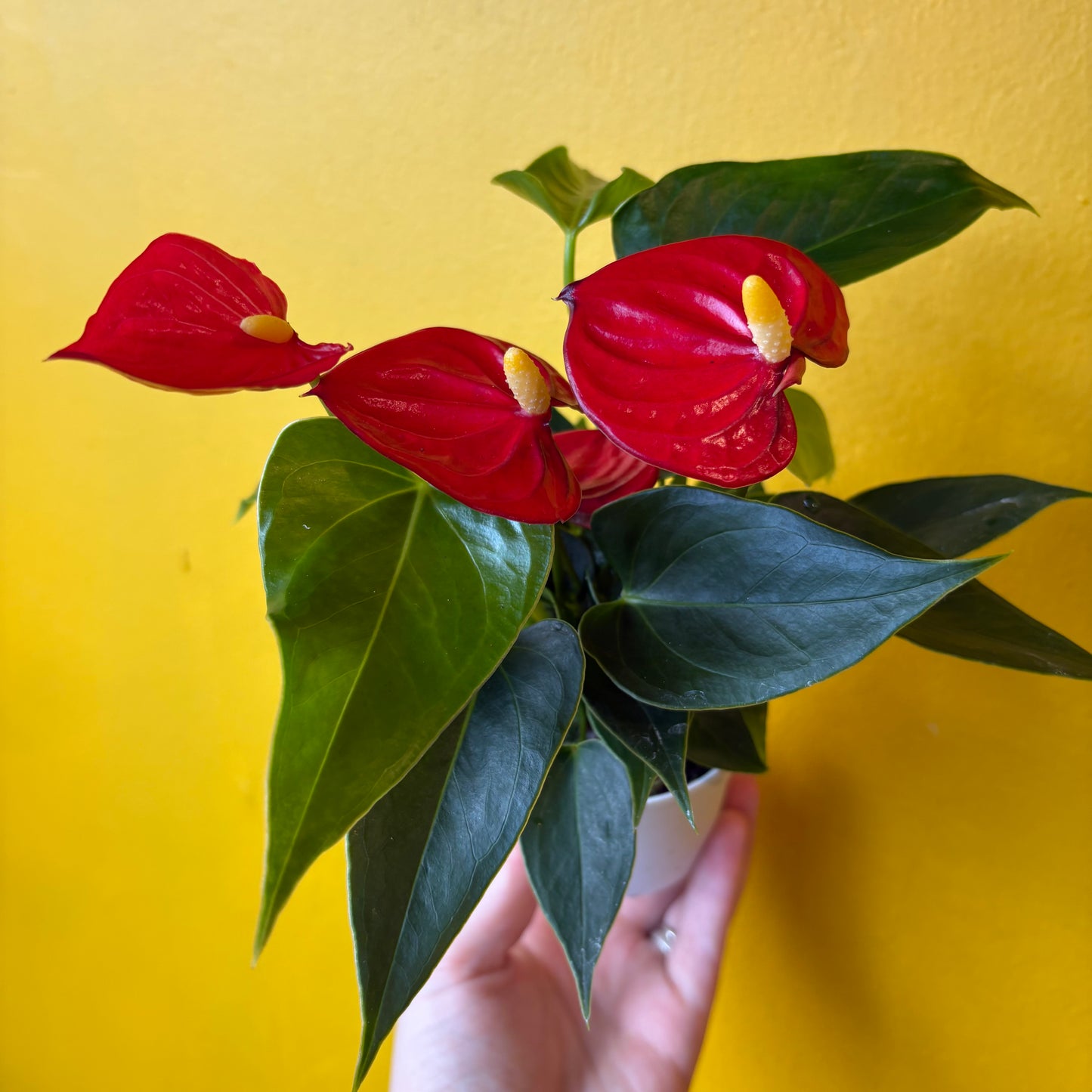 Flamingo Flowers- Mini