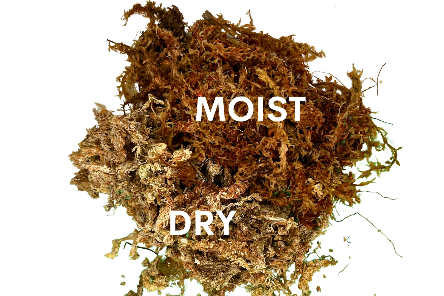 Moss Pole - Medium